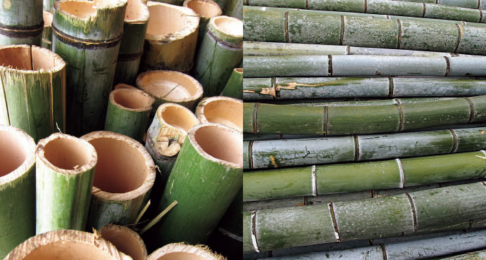 伐採された竹材