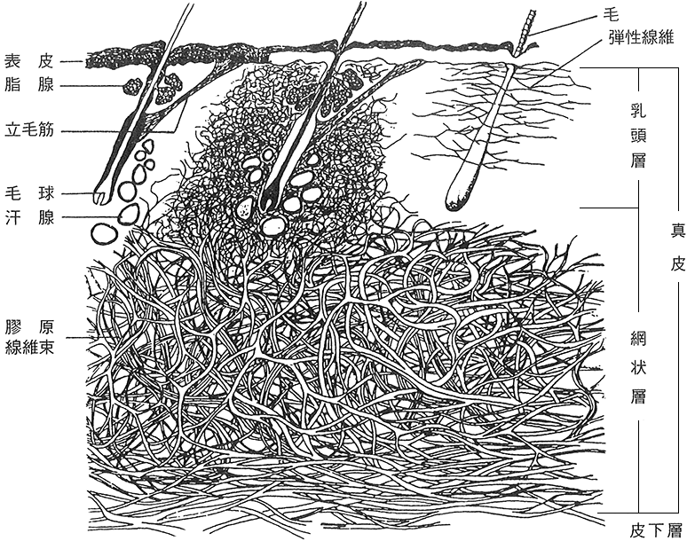 皮の組織図