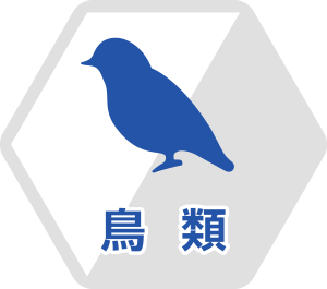 鳥類